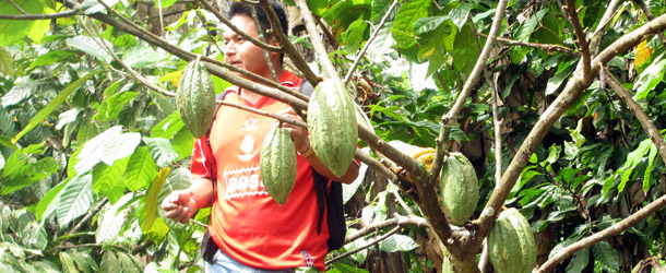 A demonstration plot of cacao in a Tsa'chila community for Yanapuma Foundation in Ecuador