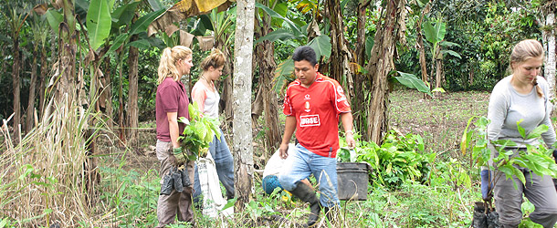 international volunteers on a gap year program plant cacao trees in Santo Domingo