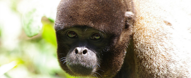 Many different types of monkeys are rescued at Paseo de los Monos in Ecuador