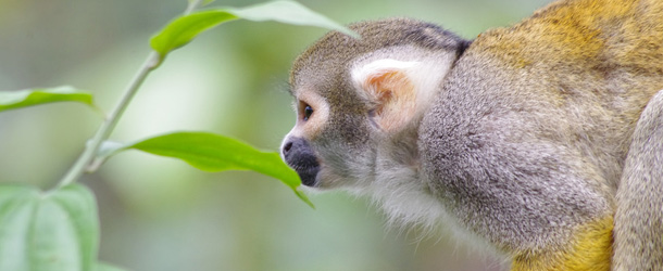 Animal rescue center for monkeys and other rainforest animals in Ecuador