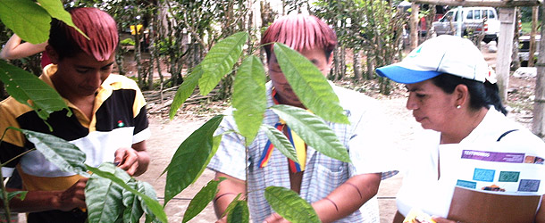 training for the Tsa'chila in sustainable cacao production