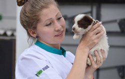 Yanapuma volunteers help in animal and pet rescue center in Quito